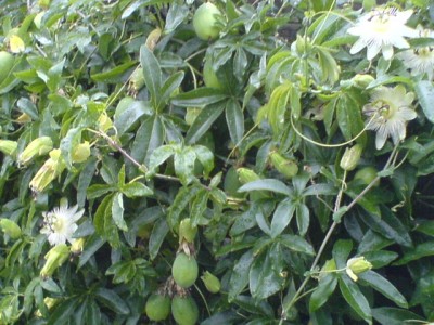 10.8.Regenwetter 022.jpg