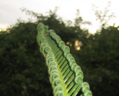 Bild green24 129.jpg