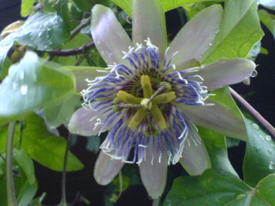 10.8.Regenwetter 013.jpg