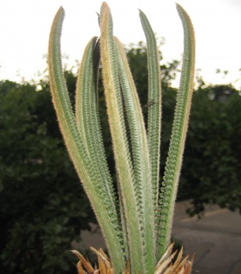 Bild green24 128.jpg