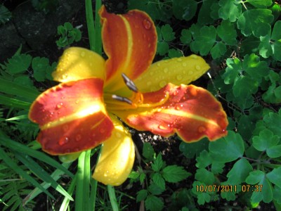 Taglilie Frans Hals.jpg