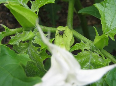 Bild green24 121.jpg