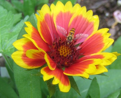 Bild green24 122.jpg