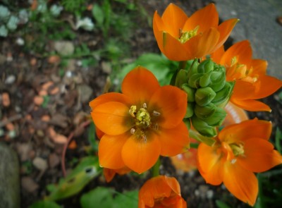 Ornithogalum1.JPG