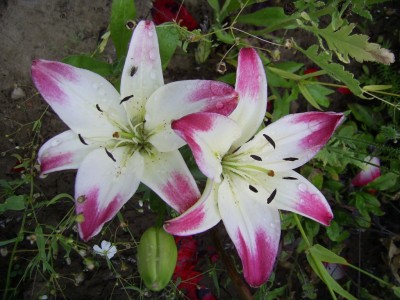 PIC_0009.JPG