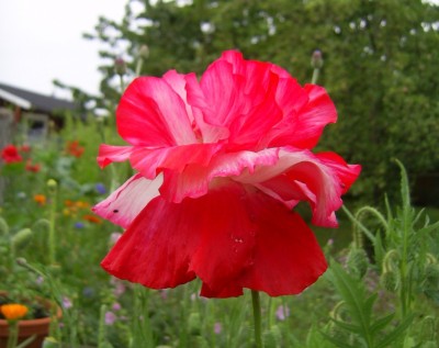PIC_0003.JPG