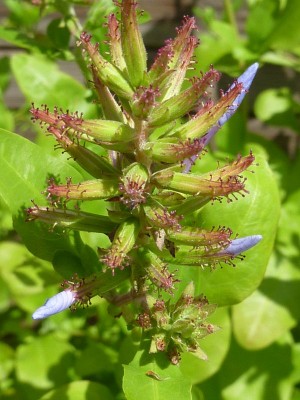 P1010432 (600x800).jpg