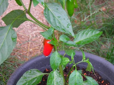 mittelscharfe Chilli mit Früchten 07.07.jpg