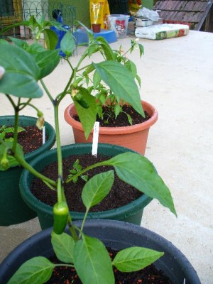 mittelscharfe Chilli mit Früchten.jpg