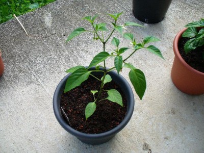 mittelscharfe Chilli mit Früchten1 20.5.jpg
