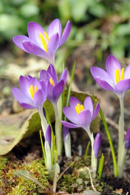 2491-Crocus-tommasinianus.jpg