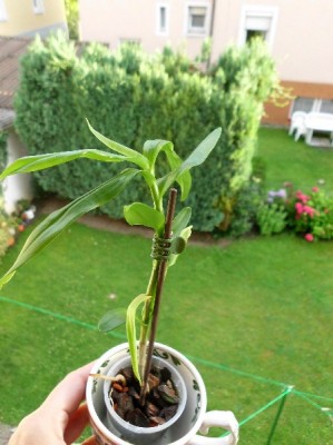 10.7.2011 (10)_klein.jpg