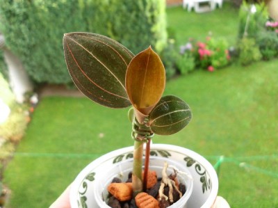 Ableger, Orchi  - oder nicht_klein.jpg