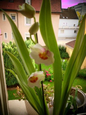 10.7.2011 (7)_klein.jpg