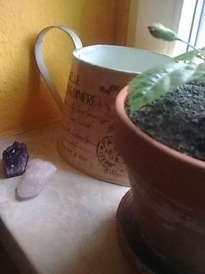 ..Hibbi...JPG