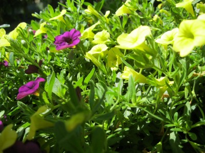 IMG_1272.JPG