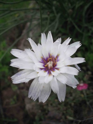Weiße Rasselblume - Catananche caerulea 'Alba'.jpg