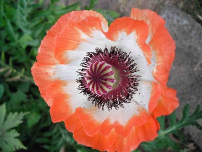 Türkischer Mohn - Papaver orientale 'Picotee'_1.jpg