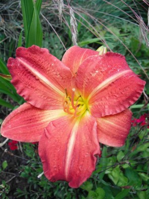 Taglilie - Hemerocallis fulva.jpg