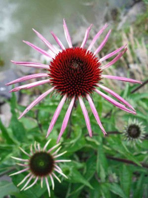 Schmalblättrige Sonnenhut - Echinacea angustifolia_1.jpg