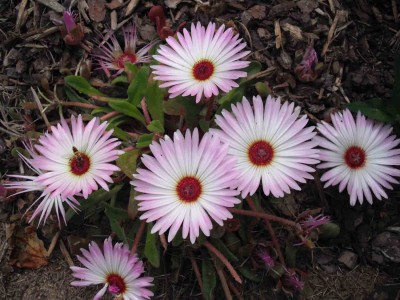 Mittagsblume - Dorotheanthus bellidiformis.jpg