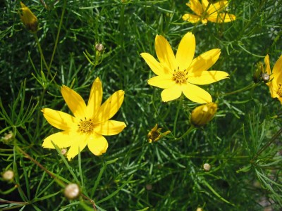 Mädchenauge - Coreopsis verticillata 'Zagreb'.jpg