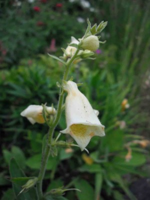 Gelber Mittelmeer-Fingerhut - Digitalis laevigata 'Gelber Herold'.jpg