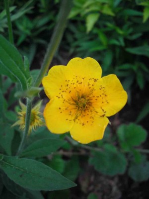 Gebirgs-Nelkenwurz - Geum montanum 'Diana'_2.jpg