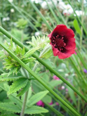 Fingerkraut - Potentilla thurberi 'Monarch's Velvet'_1.jpg