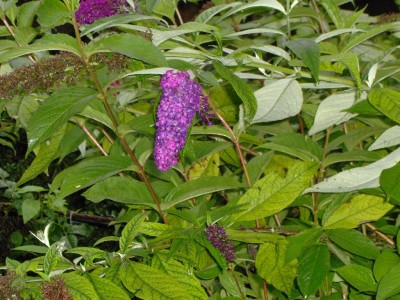 Schmetterlingsflieder lila.jpg