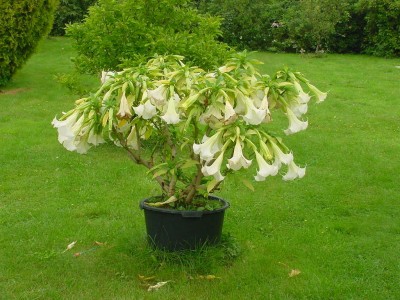 weiße et mit Blüten.jpg