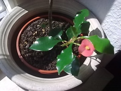 ..Euphorbia geroldii...JPG