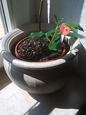 ..Euphorbia geroldii.JPG