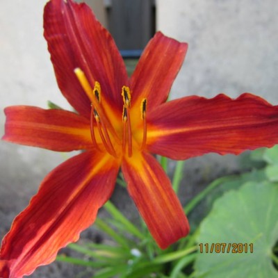 Taglilie von Pflanzenboy- 2.jpg