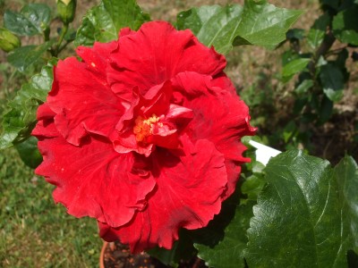 DSCF0187.JPG