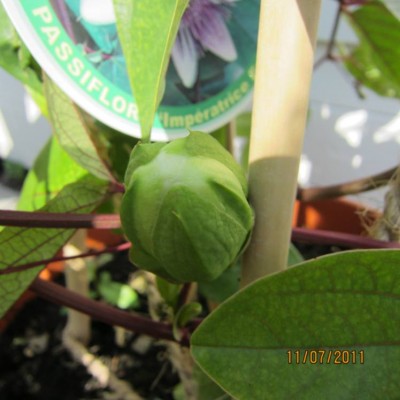 Passiknospe 17.00.jpg
