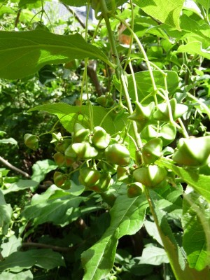 075 - Kopie (600x800).jpg