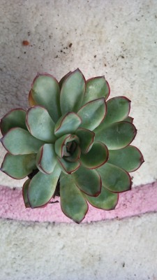 DSC_0712.jpg