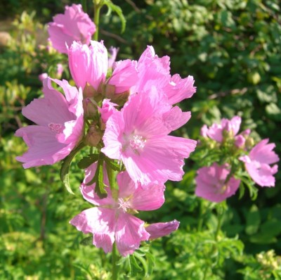 11-07-11 Blüten.jpg