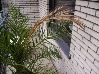 PICT0291 2.jpg