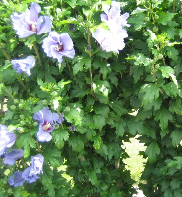 Bild green24 134.jpg