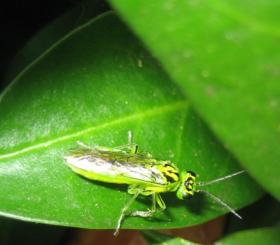 Bild green24 135.jpg