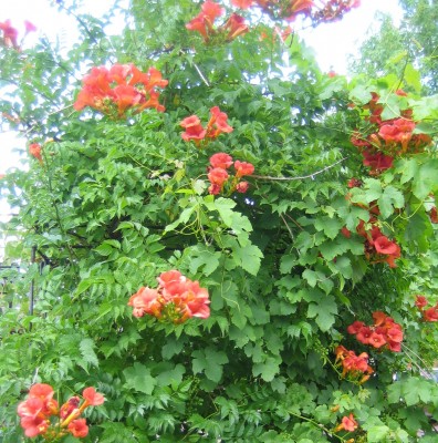 Bild green24 136.jpg