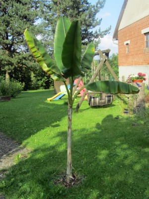 Musa-sikkimensis.jpg