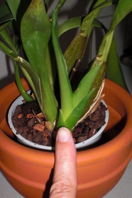 Neue Bulbe - Fragezeichen_klein.jpg