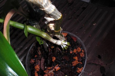 Ist das ein Kindel_klein.jpg