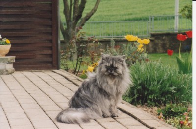 katze1 001.jpg