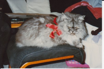 katze7 002.jpg