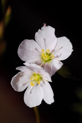 dsc_7442_Drosera_x_hybrida.jpg