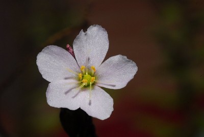 dsc_7441_Drosera_x_hybrida.jpg